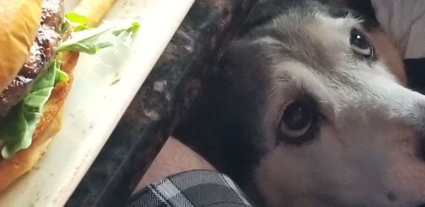 Close-up of dog looking at camera