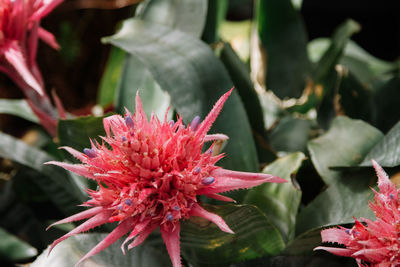 Close-up of pink flower