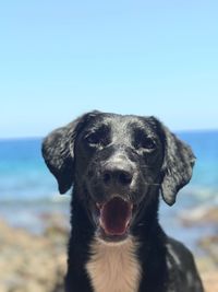 Close-up portrait of dog at beach against clear sky