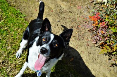 High angle portrait of dog standing on field during sunny day