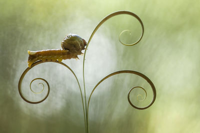 Unique caterpillars on nature place