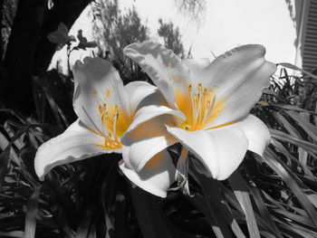 Close-up of flowers blooming outdoors