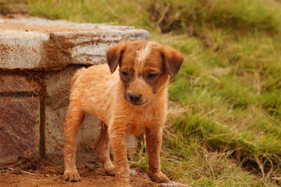 Portrait of dog standing in grass