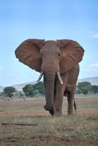 African elephant walking on field against sky