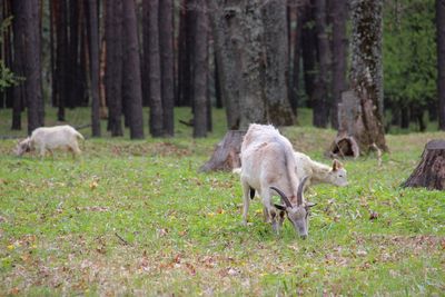 Sheep in a forest