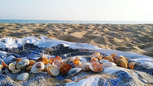 Seashells on beach against clear sky