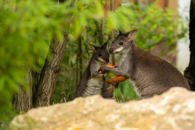Squirrel eating food
