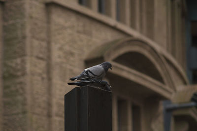 Low angle view of pigeons mating on pole against building