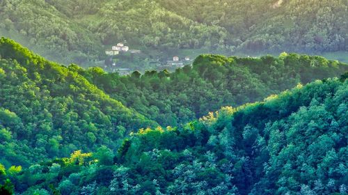 High angle view of forest