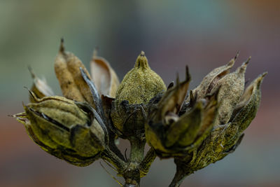 Close-up of flower