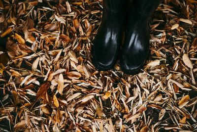 High angle view of dry leaves on field