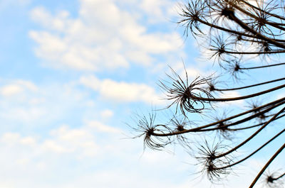 Low angle view of flowering plant against sky