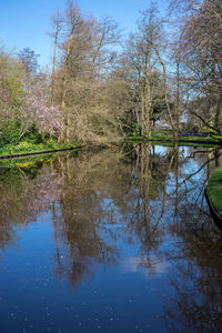 Reflection of trees in lake