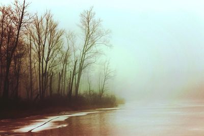 Bare trees in foggy weather