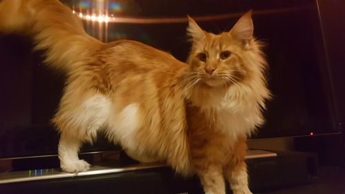 View of cat at night