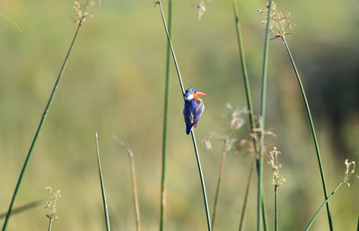 Bird perching on a plant