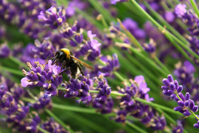 Close-up of bumblebee pollinating on lavender