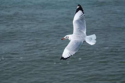 View of swan flying over sea