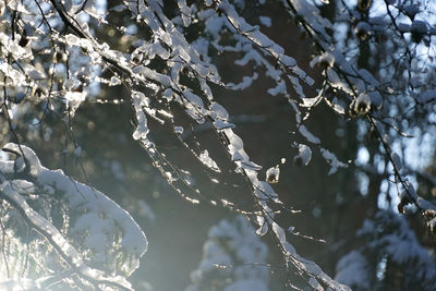 Close-up of frozen tree