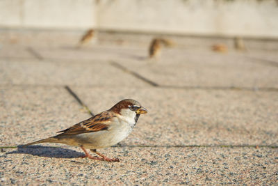 Close-up of bird perching on footpath