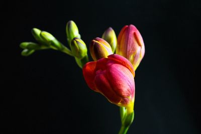 Close-up of red rose flower against black background