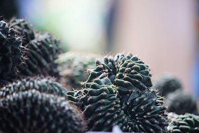 Close-up of succulent plant