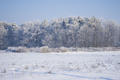 Snow covered trees on field