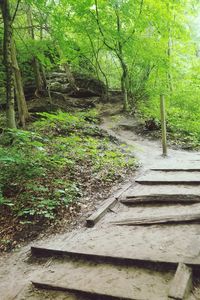 Footpath amidst trees in forest