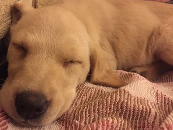 Close-up of dog relaxing