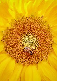 Close-up of butterfly on yellow flower