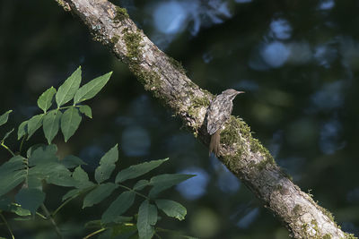 Close-up of leaves on tree trunk