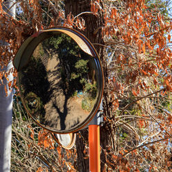 Reflection of trees on mirror