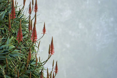 Close-up of pine tree against sky