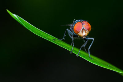 Close-up of insect on leaf