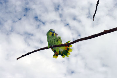 Low angle view of parrot perching on tree branch