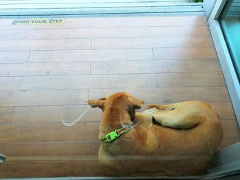 High angle view of dog relaxing on floor