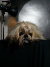 Close-up portrait of dog