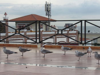 Seagulls on a railing