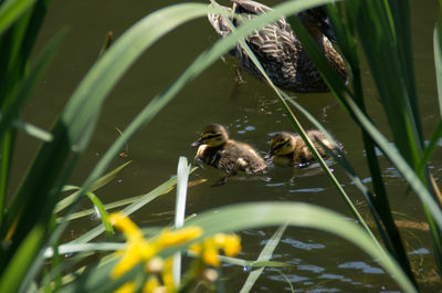 Bird in water