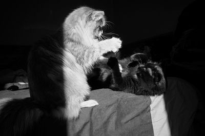 Cats fighting on bed at home