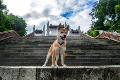 Dog standing on staircase against sky