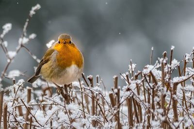 A bird in winter