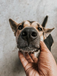 Brown dog is looking for a camera