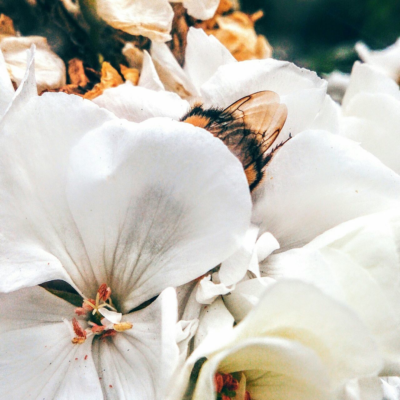 flower, fragility, petal, close-up, white color, beauty in nature, flower head, nature, freshness, full frame, growth, backgrounds, natural pattern, softness, high angle view, pollen, white, no people, blooming, stamen