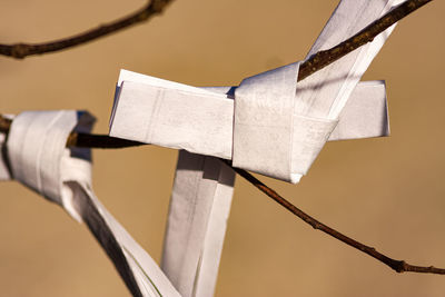 Omikuji, tied to a twig. japan.