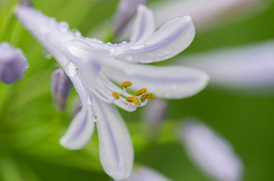 Close-up of honey bee on flower