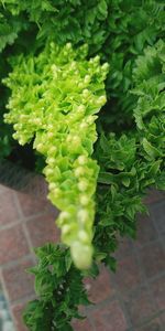 High angle view of plants