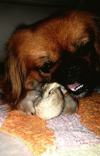 Close-up of dog lying