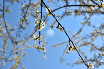 Low angle view of cherry blossoms in spring