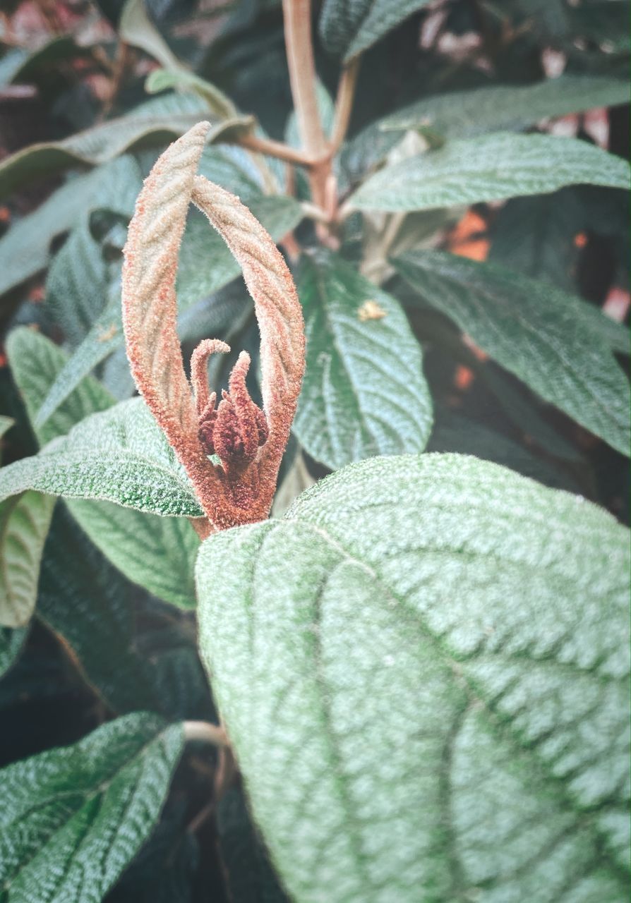 HIGH ANGLE VIEW OF FLOWERING PLANT LEAVES